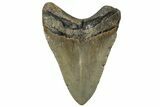 Serrated, Fossil Megalodon Tooth - North Carolina #307283-1